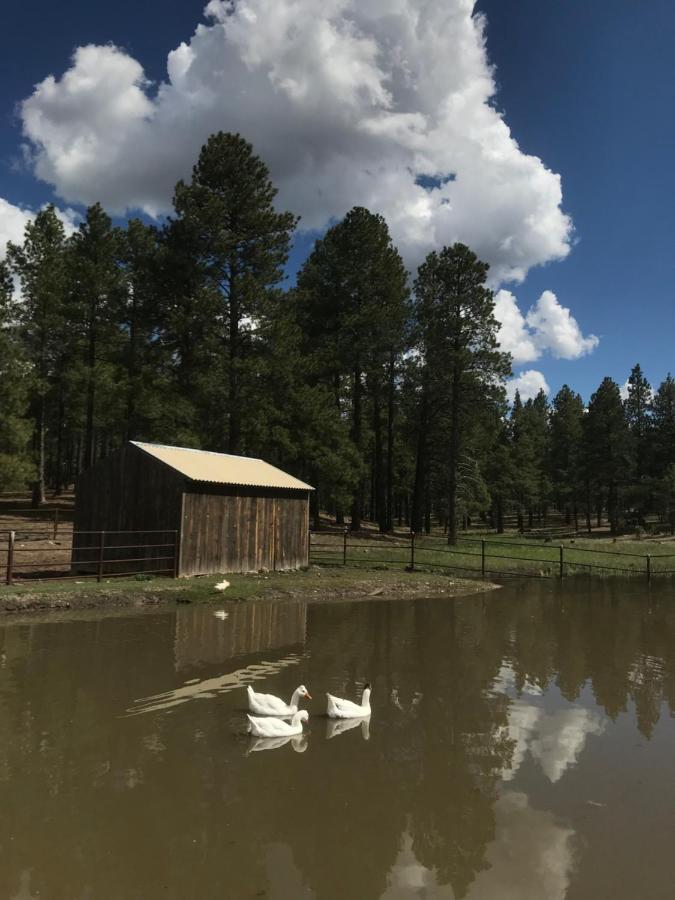 Parks Grand Canyon 1Bd Loft/Suite-Horseback Riding-Shooting-Dogs Ok! מראה חיצוני תמונה